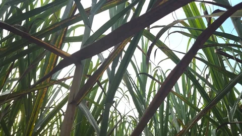 Exploring lush fields of sugar cane under the bright sun Stock Footage 302531801