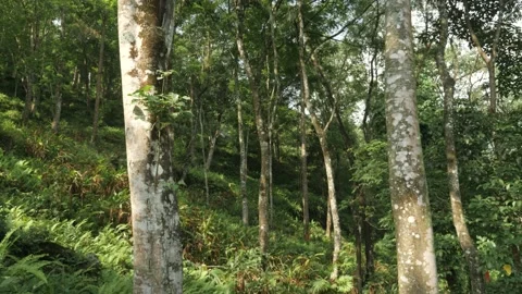 Exploring a lush forest, in Darjeeling, India Stock Footage 194456489
