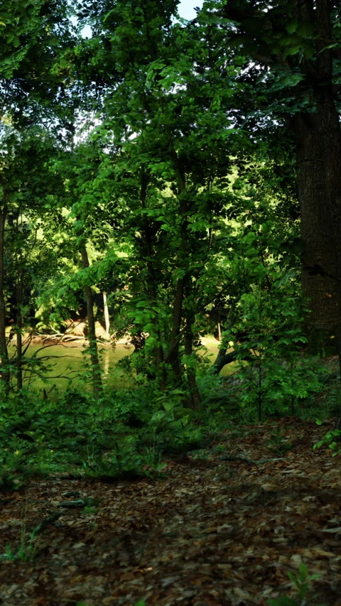 Exploring a lush forest with a river in the background during the day Stock Footage 340641171