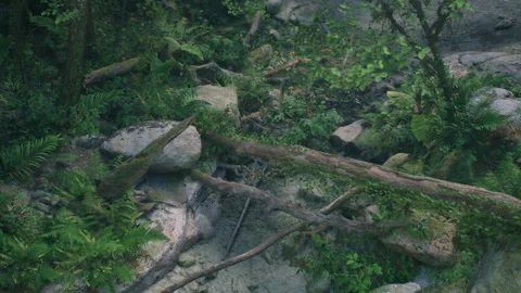 Exploring a Lush Forest Scene With Rocks, Plants, and Fallen Trees Stock Footage 348158630