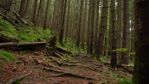 Exploring a lush forest trail surrounded by towering trees and natural beauty Stock Footage 316141474