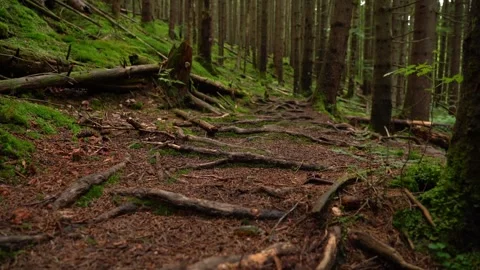 Exploring a lush forest trail surrounded by towering trees and natural beauty Video stock 327124176