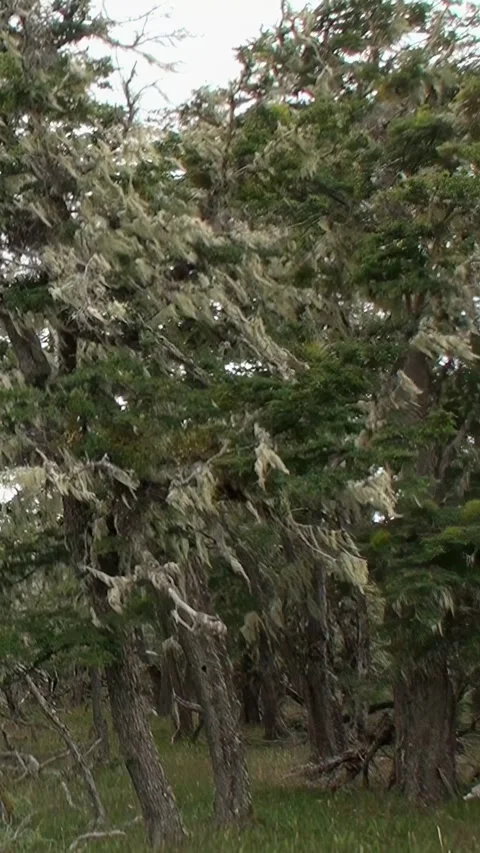 Exploring the lush forests of Los Alerces National Park in Patagonia, Argentina Stock Footage 283172755