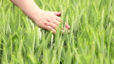 Exploring the lush green fields and the delicate touch of nature Stock Footage 295338842