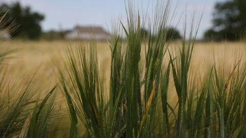 Exploring the Lush Green Fields: A Stunning View of Wheat and Grasses with a Stock Footage 314465263