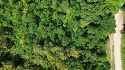 Exploring a Lush Green Forest Trail in Midday Sunlight During Summer Stock Footage 280957552