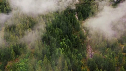 Exploring lush green forests covered in misty clouds Video stock 320290438
