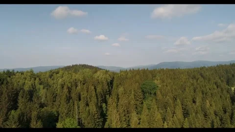 Exploring lush green forests in a serene countryside landscape Video stock 320304529