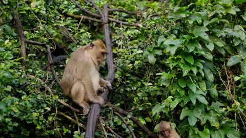 Exploring the Lush Green Habitat: Two Monkeys Observe Their Surroundings Amidst Video stock 310160984