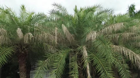Exploring Lush Green Landscaping in Tropical Environment Stock Footage 280652790