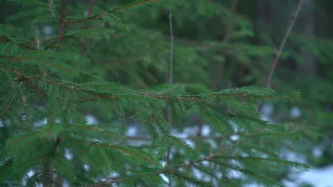 Exploring lush green pine branches in a snowy forest during early winter Video stock 290943883