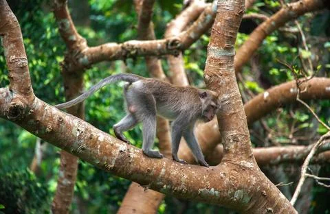 Exploring the lush greenery of Balis monkey forest, observing playful monkeys Stock Photos