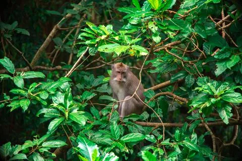Exploring the lush greenery of Balis Monkey Forest with playful monkeys perched Stock Photos