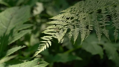 Exploring lush greenery in a dense forest with vibrant ferns on display Stock Footage 315172393