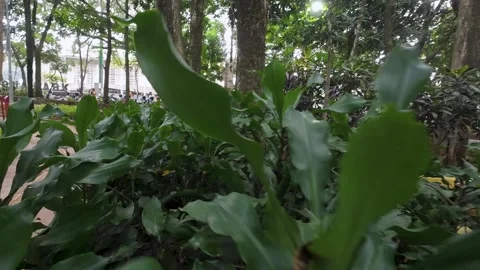Exploring Lush Greenery in Garden Setting Close Up Stock Footage 311376248