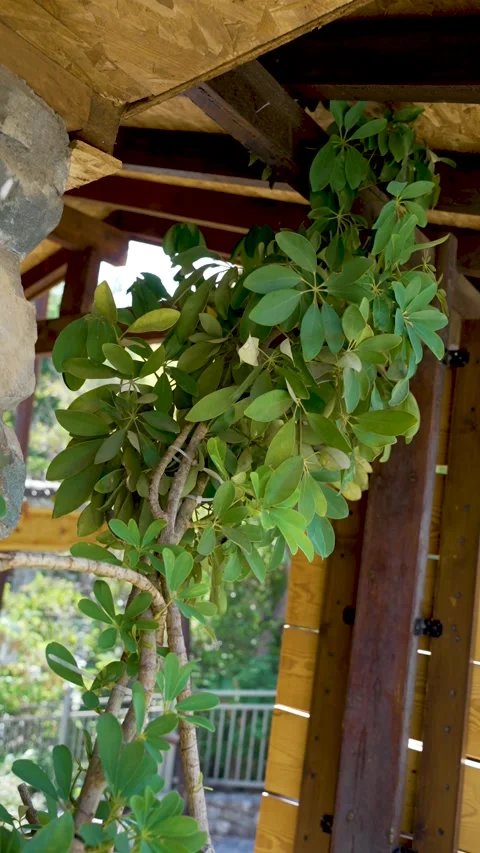 Exploring the lush greenery of indoor plants in a cozy wooden retreat during Stock Footage 314811392