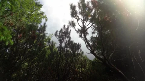 Exploring the lush greenery of a remote forest in the late afternoon Stock Footage 316141482