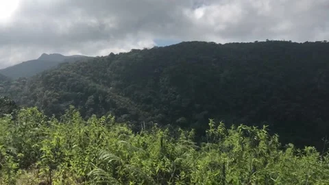 Exploring the Lush Greenery of Sri Lanka Stock Footage 317337810