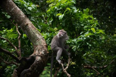 Exploring the lush greenery of Ubuds monkey forest in Bali with playful primates Stock Photos