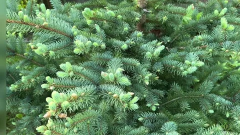 Exploring the lush greenery of a vibrant conifer tree in nature Stock-Footage 310651935