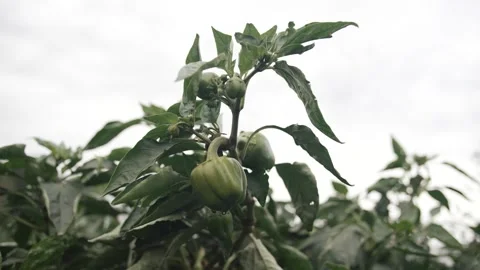 Exploring a lush greenhouse filled with vibrant, growing bell peppers Video stock 289478243