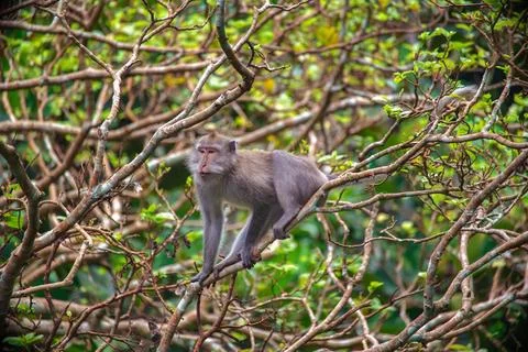 Exploring the lush monkey forest in Bali with playful wildlife in their natural Stock Photos