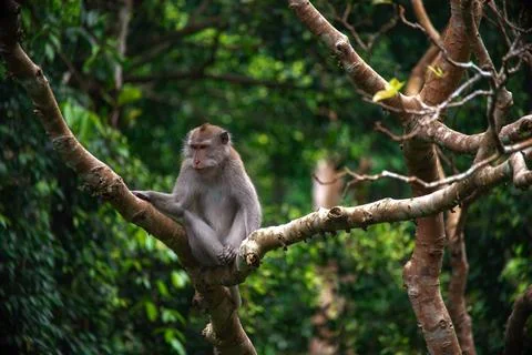Exploring the lush monkey forest in Bali with playful monkeys among vibrant Stock Photos