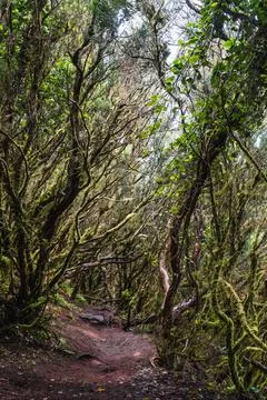 Exploring a lush, overgrown forest path winding through thick foliage Stock Photos