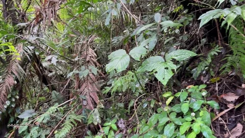 Exploring Lush Rainforest Path, Dense Tropical Jungle Foliage Stock Footage 325303673