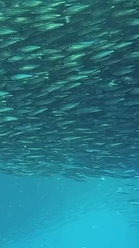 Exploring the magical underwater school of tuna in the Philippines Stock Footage 314065627