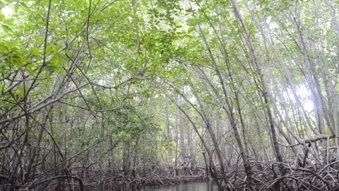 Exploring Mangrove Forest on Boat Stock Footage