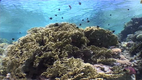 Exploring Marine Magic Red Sea Coral Spectacles Video stock 300244433