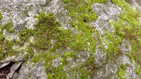 Exploring MossCovered Rocks in Their Natural Habitat A Journey into Biodiversity Stock Footage 306061624