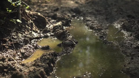 Exploring a muddy trail with a puddle reflecting sunlight Video stock 305455888