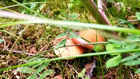 Exploring mushrooms and plants on a forest floor in autumn time Vídeo Stock 325329156