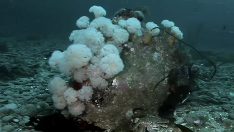 Exploring a Mystical Realm Beneath the Waves Near British Columbia Video stock 340482471