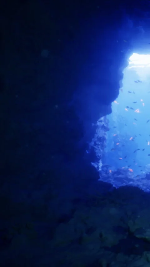 Exploring the mystical underwater cave filled with shimmering marine life Stock Footage 341392096