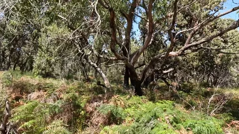 Exploring the Native Flora of Millers Landing: From Xanthorrhoea australis .. Stock Footage 312065128