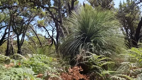 Exploring the Native Flora of Millers Landing: From Xanthorrhoea australis .. Stock Footage 312065136