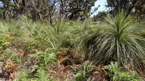 Exploring the Native Flora of Millers Landing: From Xanthorrhoea australis .. Stock Footage 312065137