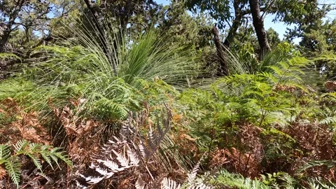 Exploring the Native Flora of Millers Landing: From Xanthorrhoea australis .. Stock Footage 312065153