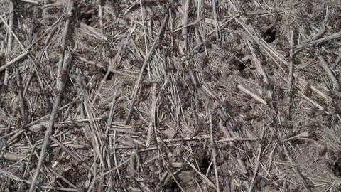 Exploring the Natural Textures Found in Ants, Dry Twigs and Soil in Natures Abun Stock Photos