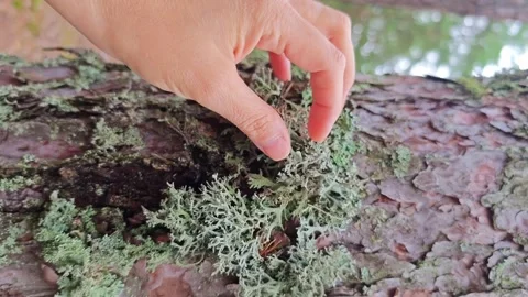 Exploring nature and discovering moss on a tree branch in a forest setting Stock Footage 338405960