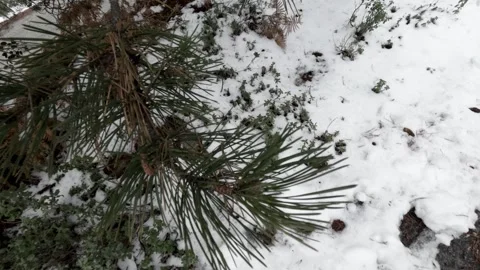 Exploring nature with a close-up view of snow-covered pine branches Stock Footage 301602590