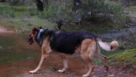 Exploring Nature: German Shepherd Dog Wading in Forest River Stock Footage 268643242