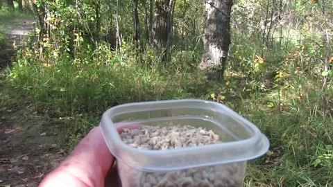 Exploring Nature A Hand Holding a Container of Wild Seeds Vidéo 348527905