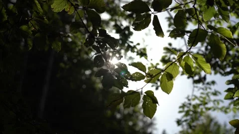 Exploring nature through sunlight filtering through leaves in a serene forest Stock Footage 317694036