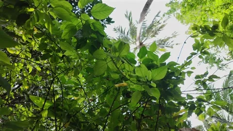 Exploring nature's hidden paradise in the Maldives. Stockbeeldmateriaal 339097967