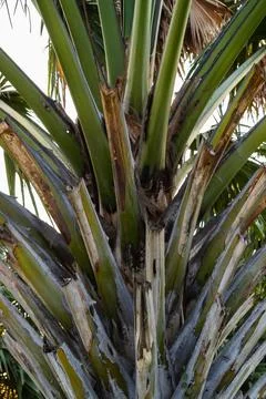 Exploring palm tree growth patterns tropical region nature outdoor setting .. 写真素材