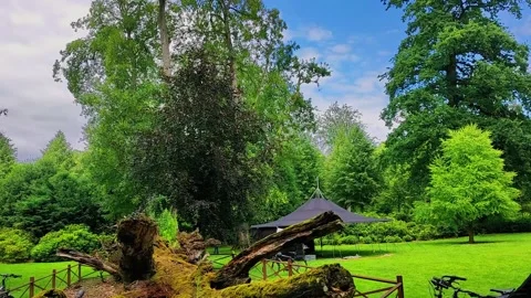 Exploring a park with trees, green grass, and a tent in the background on a.. Stock-Footage 347460225